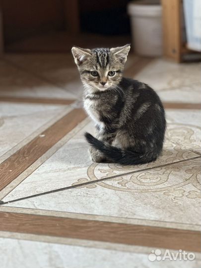 Кошка в дар бесплатно