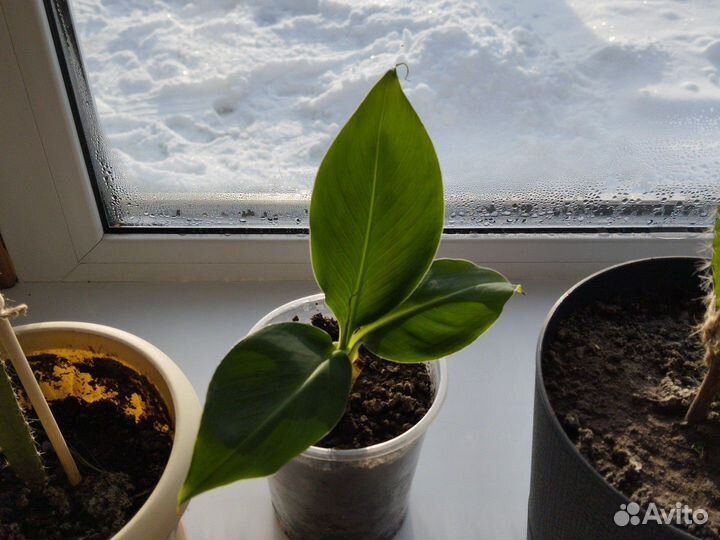 Банан комнатный