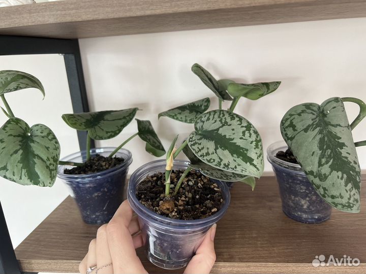 Сциндапсус треби, экзотика, эпипремнум