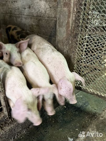 Поросенок ландрас