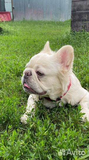 Щенки Французский бульдог пушистые флаффи Л4/Л4