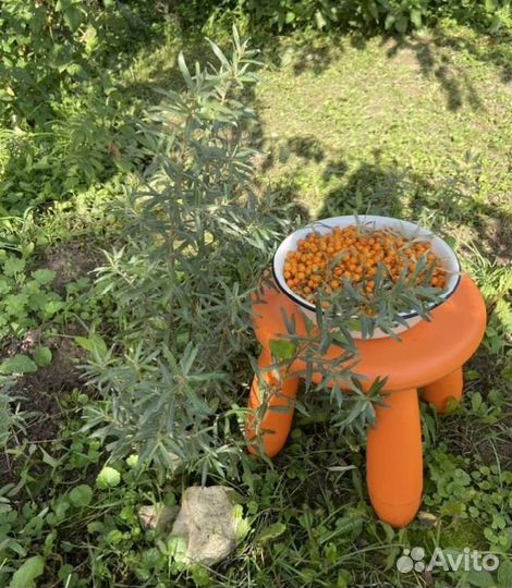 Облепиха саженцы