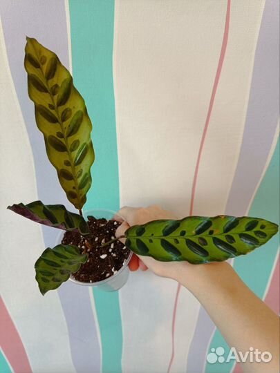 Калатея Лансифолия