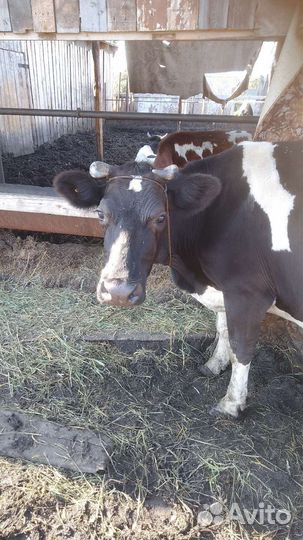 Корова дойная