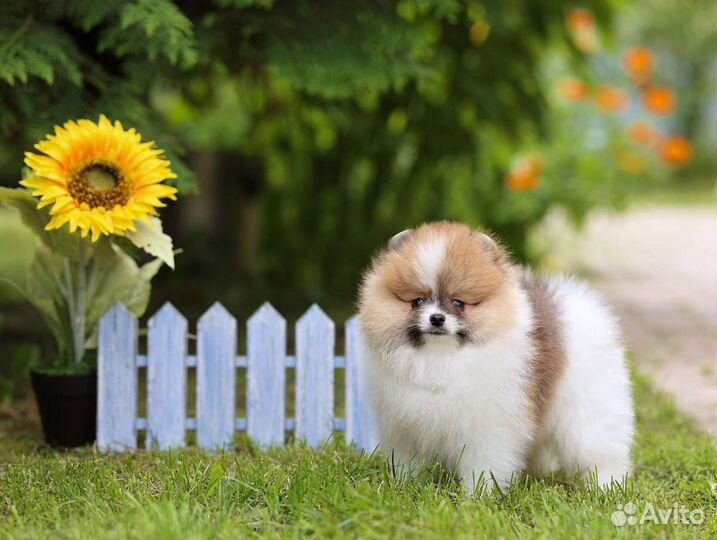 Померанский шпиц большой выбор щенков