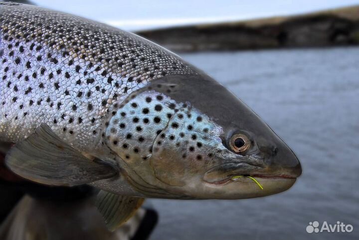Свежемороженая рыба оптом