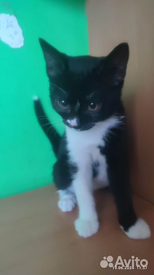 Красивый котенок мальчик