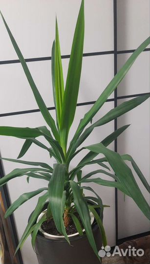 Пальма юкка