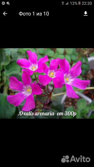 Оксалисы (кислица)