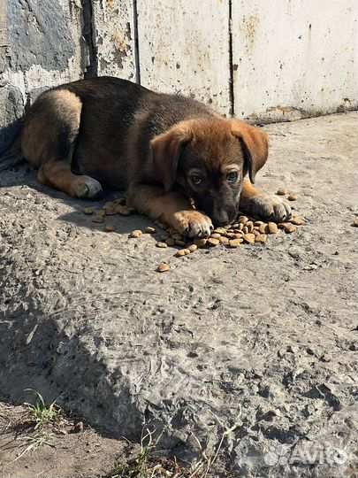 Малыши ищут дом