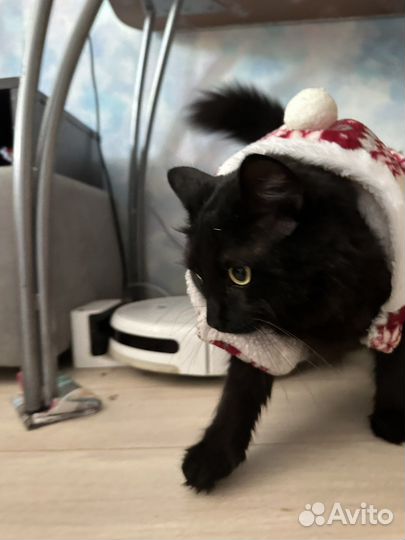 Одежда для собак и кошек