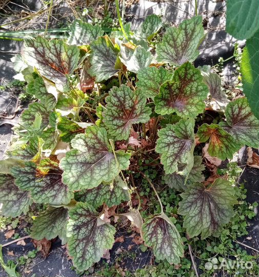 Растения гейхера