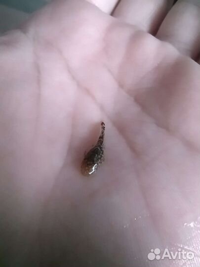 Сомики анциструсы