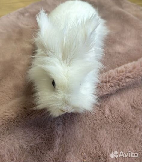 Львиноголовый кролик (читайте описание )