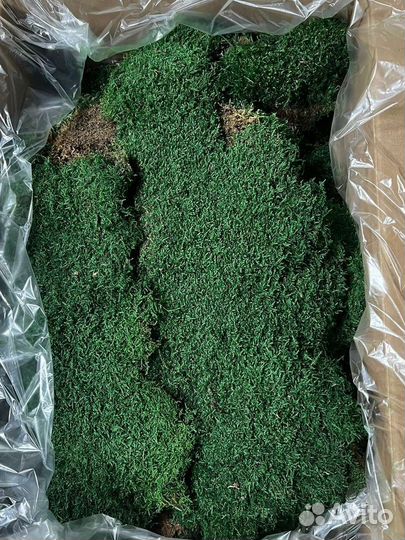 Мох ягель, пласт, кочка, фито панели