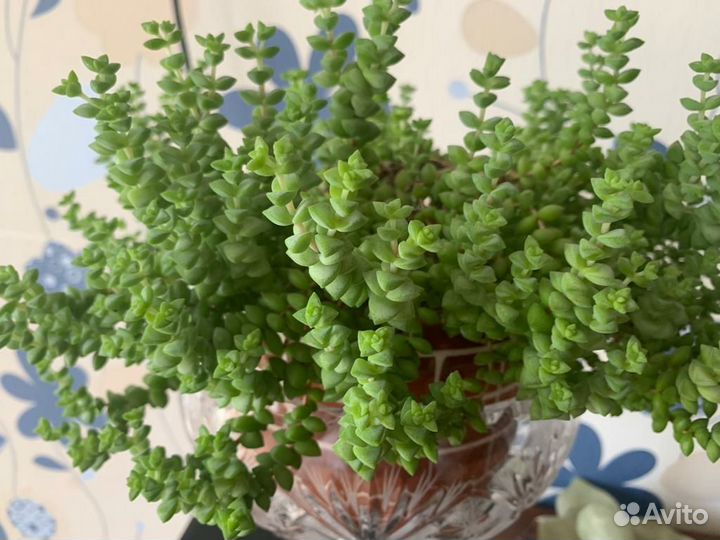 Красулла плауновидная