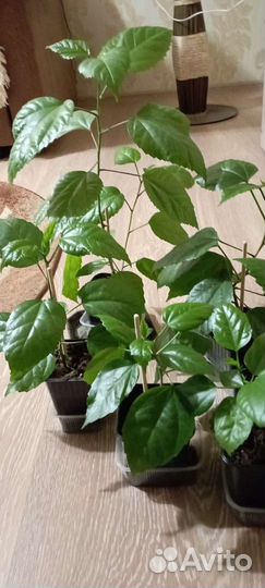 Гибискус (китайская роза) красный махровый