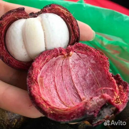 Мангустины Колумбия