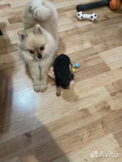 Мини той-терьер