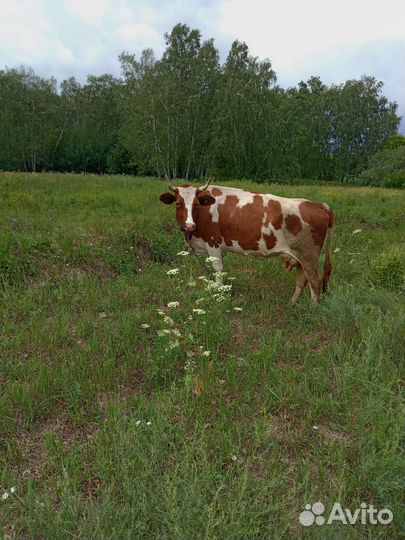 Корова стельная дойная