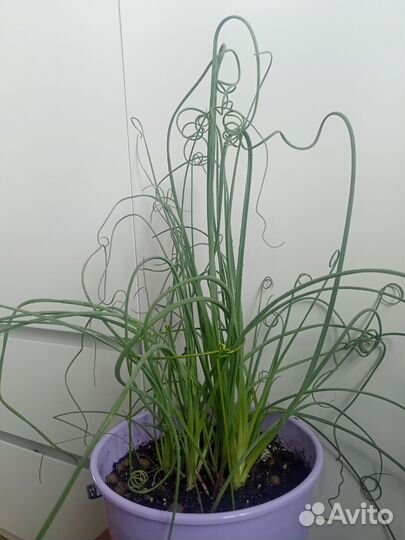 Джинкус ситник