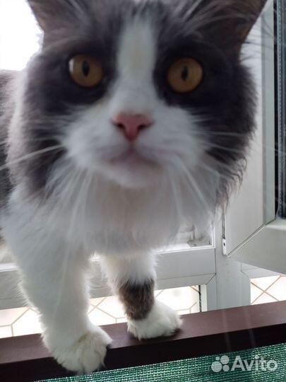 Коты в добрые руки. Кастрированы