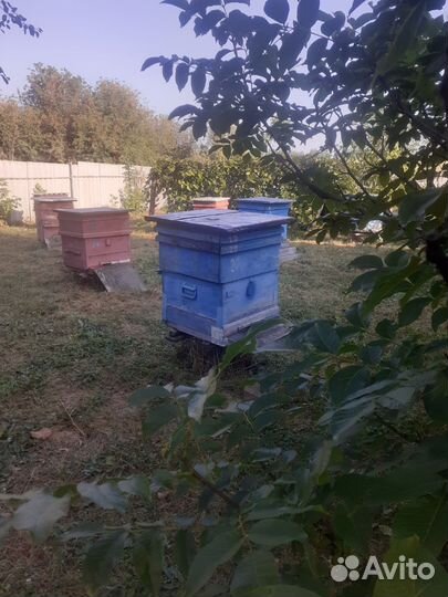 Продам пчелосемьи