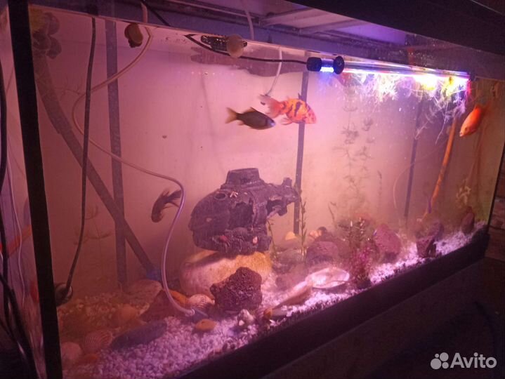 Аквариум 350 л с о всем содержимым