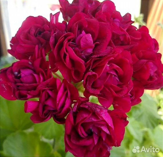 Пеларгония герань