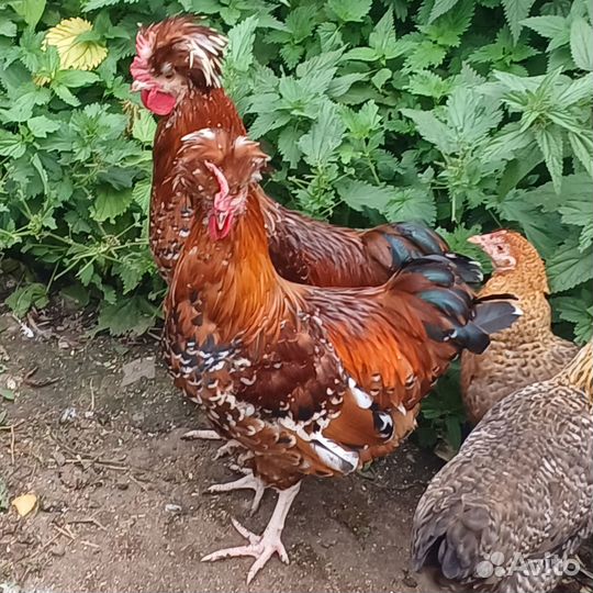 Молодые петушки