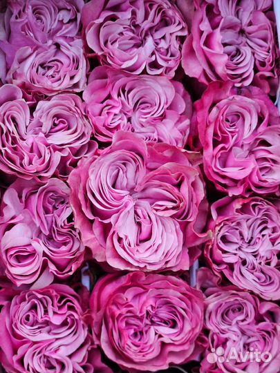 Цветы Эквадорские розы Оптом