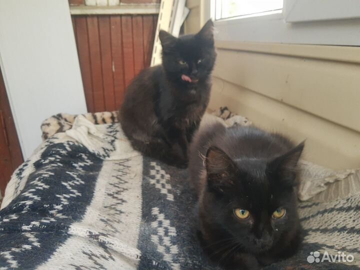 Милые котята в добрые руки