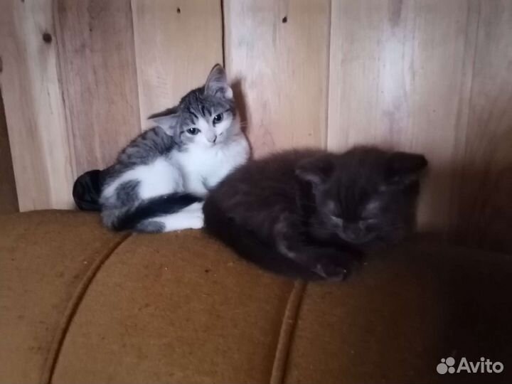 Кошки
