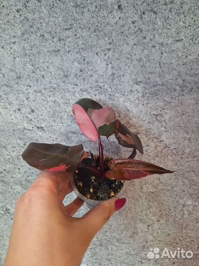 Филодендрон Pink Princes