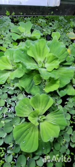 Растения аквариумные