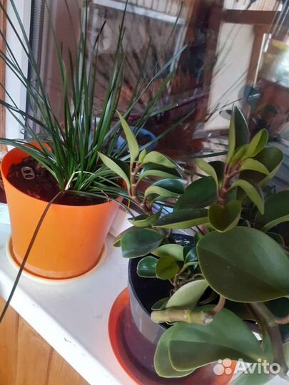 Комнатные растения