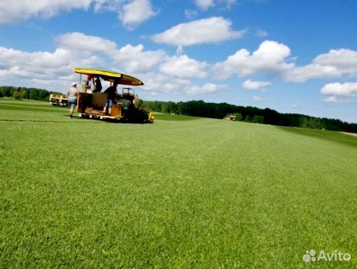 Рулонный газон 