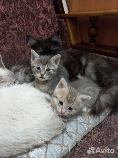 Котята в добрые руки 1 месяц