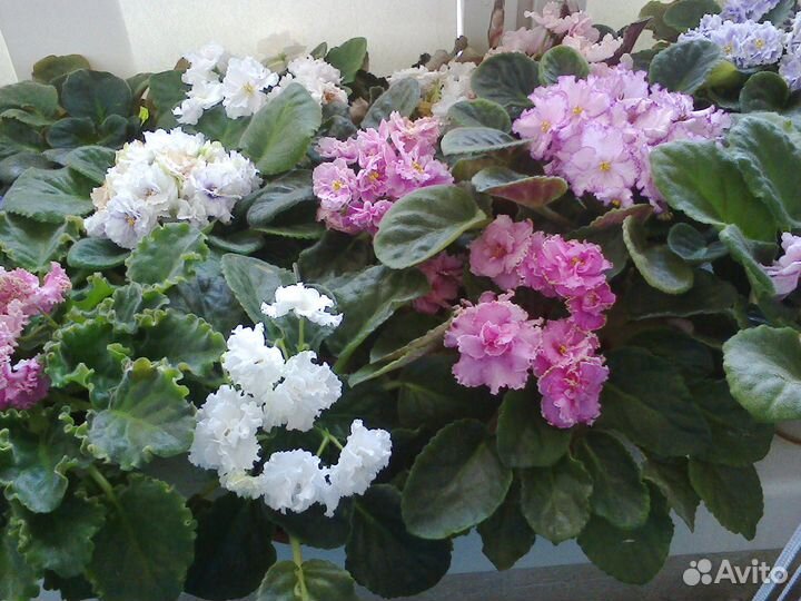 Комнатные растения