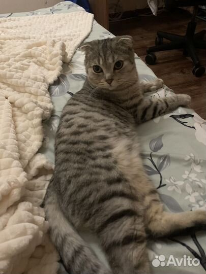 Шотландский кот вязка