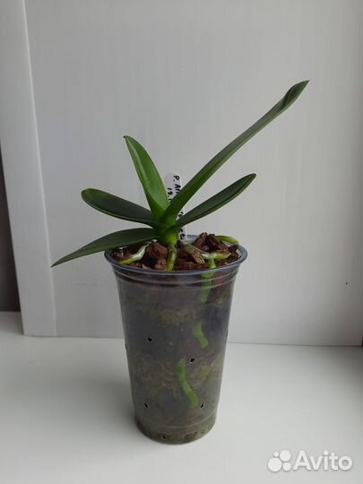 Фаленопсис Allura 'Veneto'