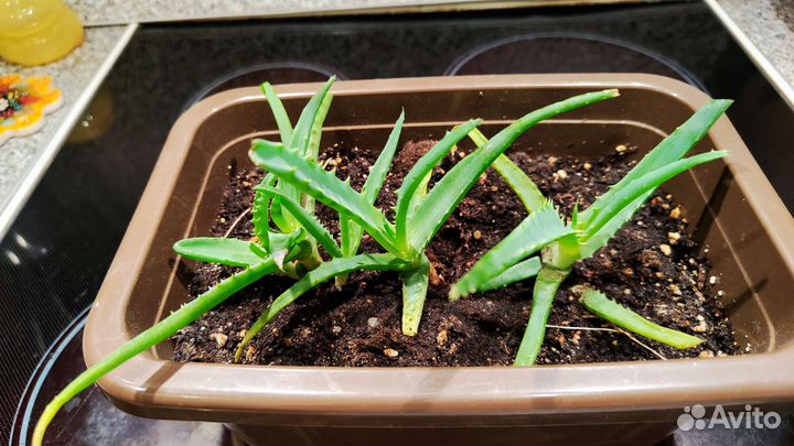 Алоэ (отростки)