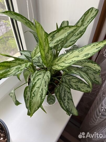 Комнатные цветы