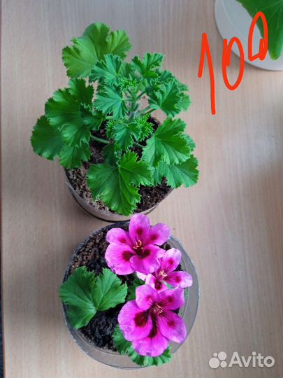 Комнатные цветы пеларгония