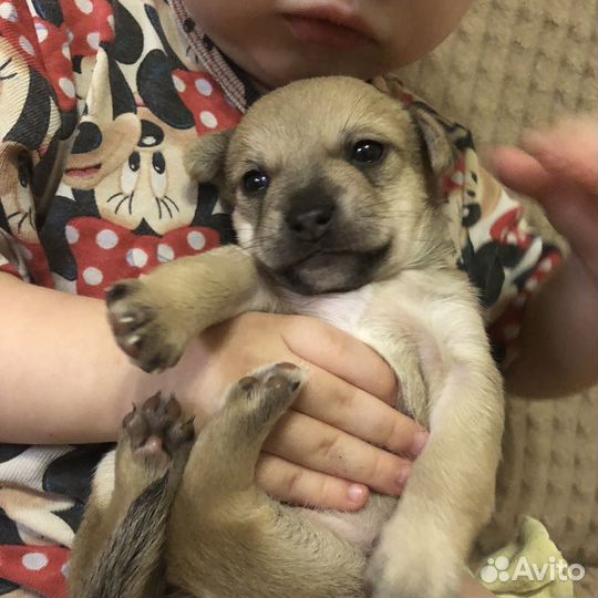 Щенок в добрые руки