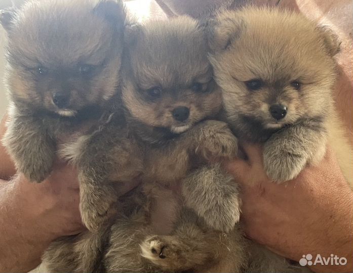 Щенки померанского шпица