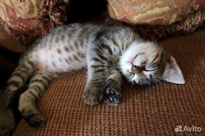 Очаровашка и красавица девочка котенок