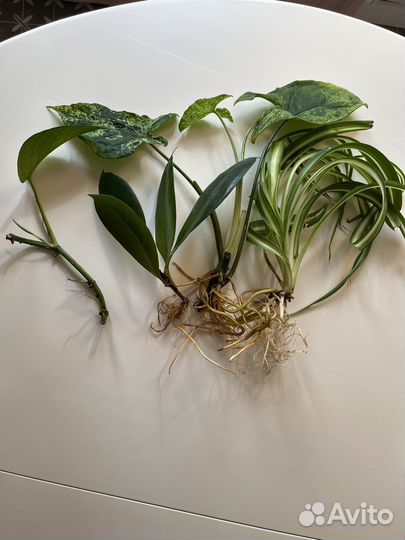 Набор комнатных растений