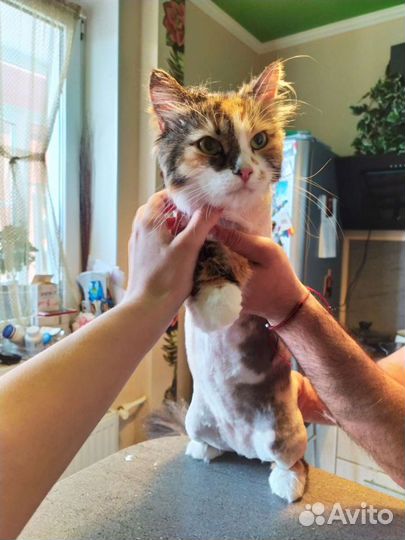 Груминг кошек