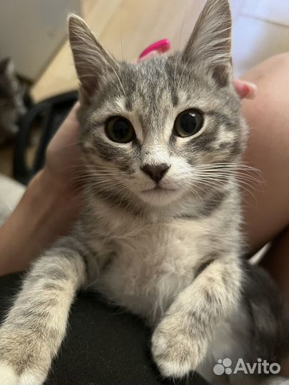 Кошечка в добрые руки